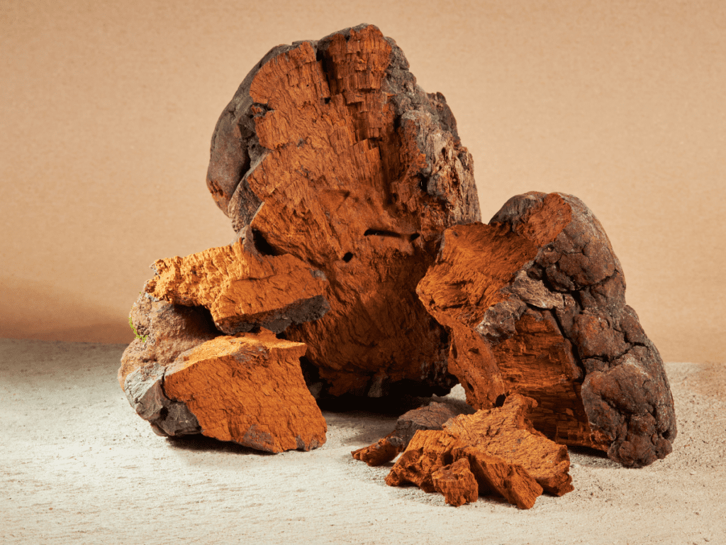 Chaga Mushrooms