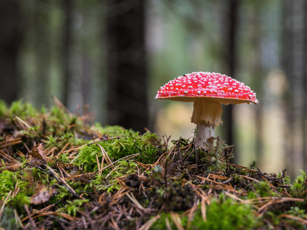 How Are Amanita Mushrooms Linked To Immunity?