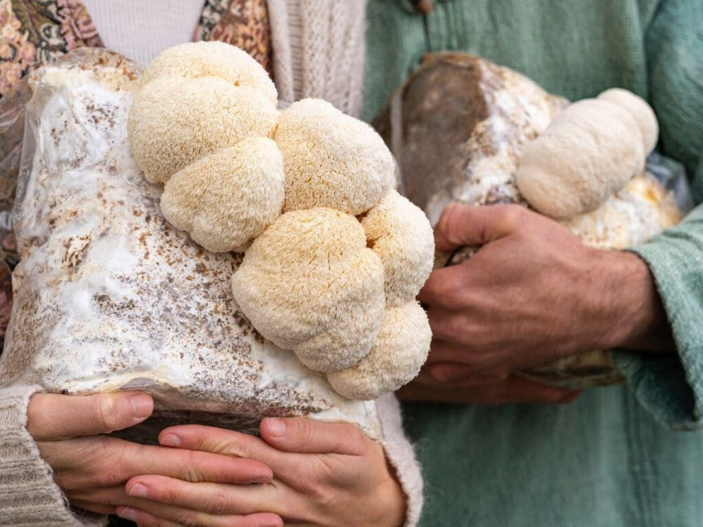 Lion's Mane As Part of Diet