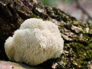 Lion's Mane Mushroom