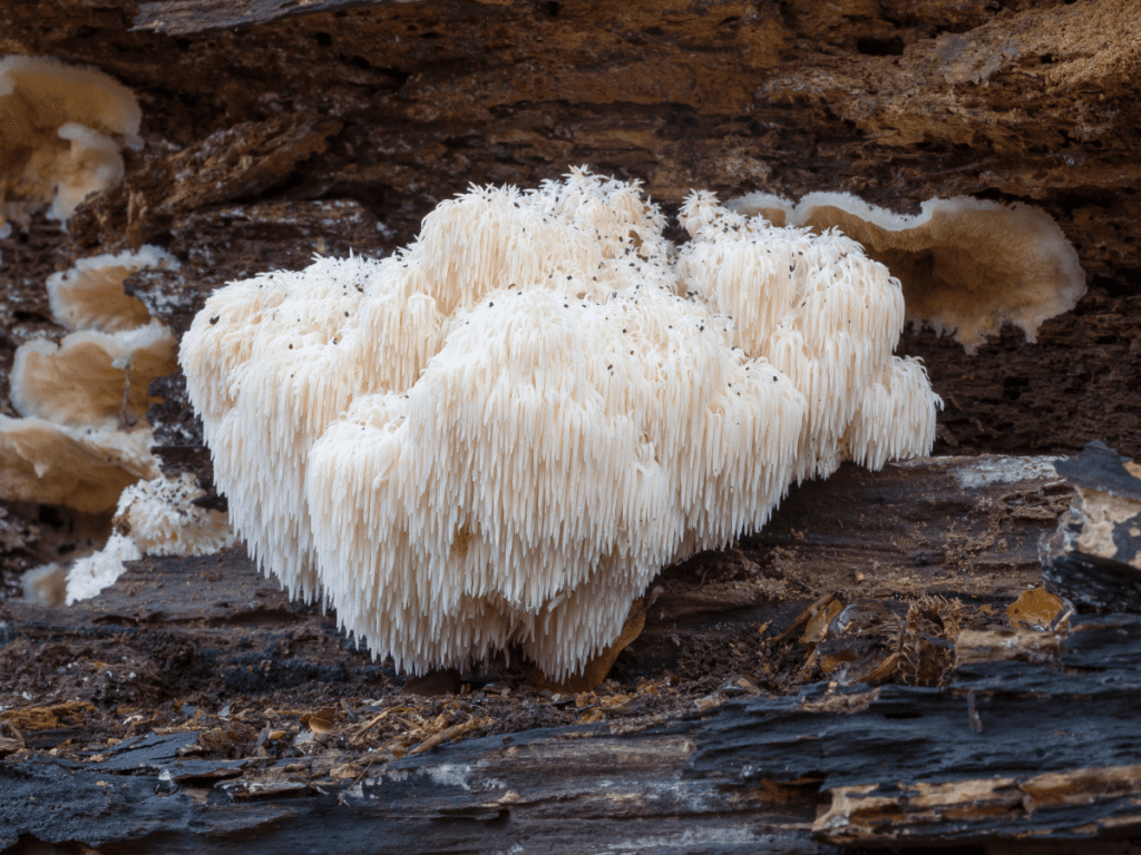 Lion's Mane Mushroom