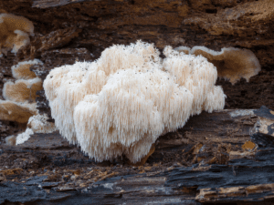 Lion's Mane Mushroom