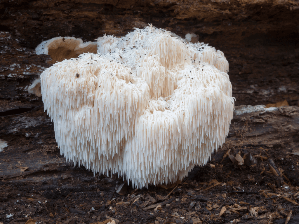 Lion’s Mane Mushrooms