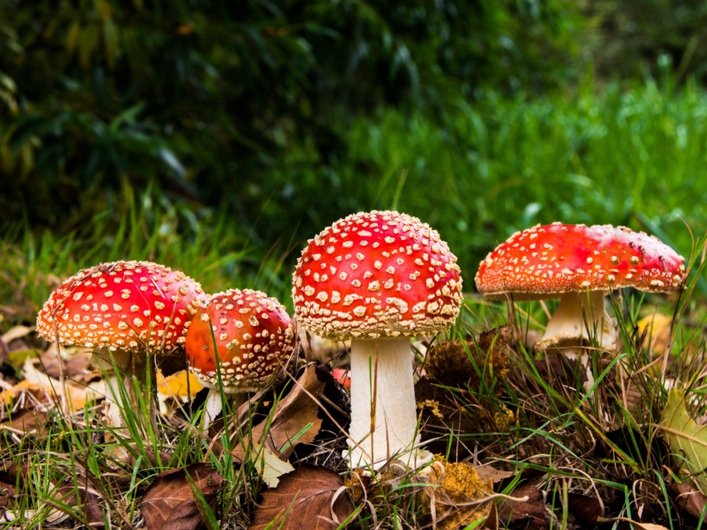 The Active Compounds In Amanita Muscaria