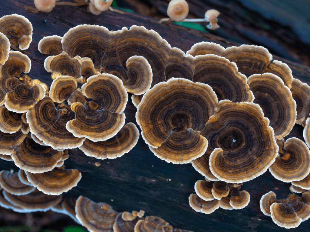 Turkey’s Tail Mushrooms