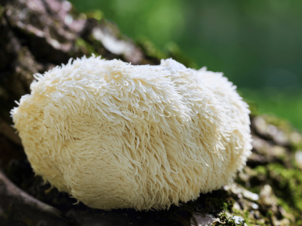 A Complete Guide to Taking Lion's Mane Mushrooms