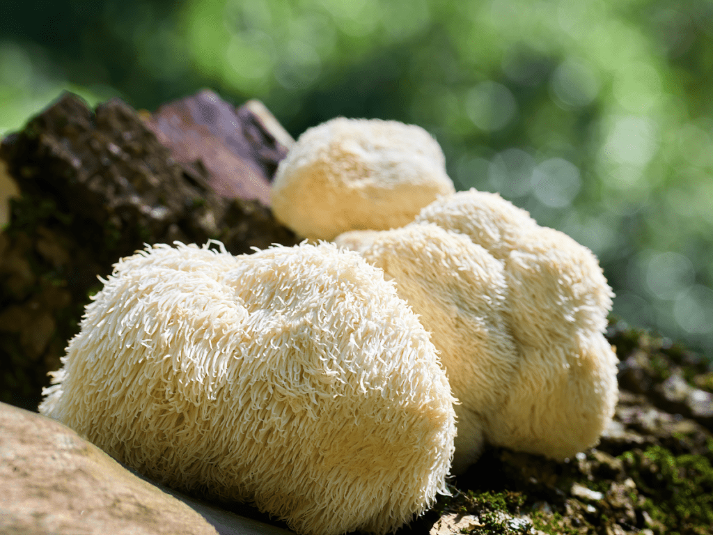 Benefits Of Lion's Mane Mushroom