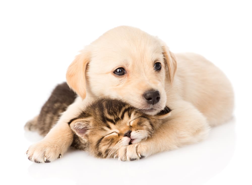 puppy and a small cat sleeping together