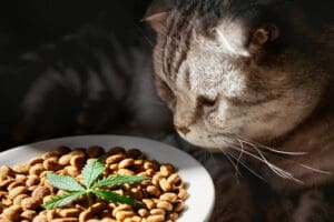 CBD Cat treats