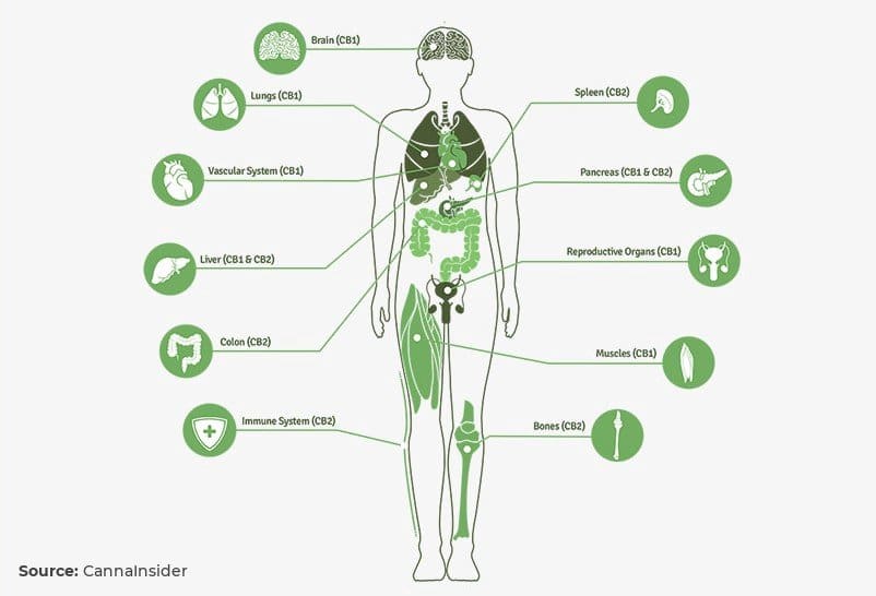 What is CBD