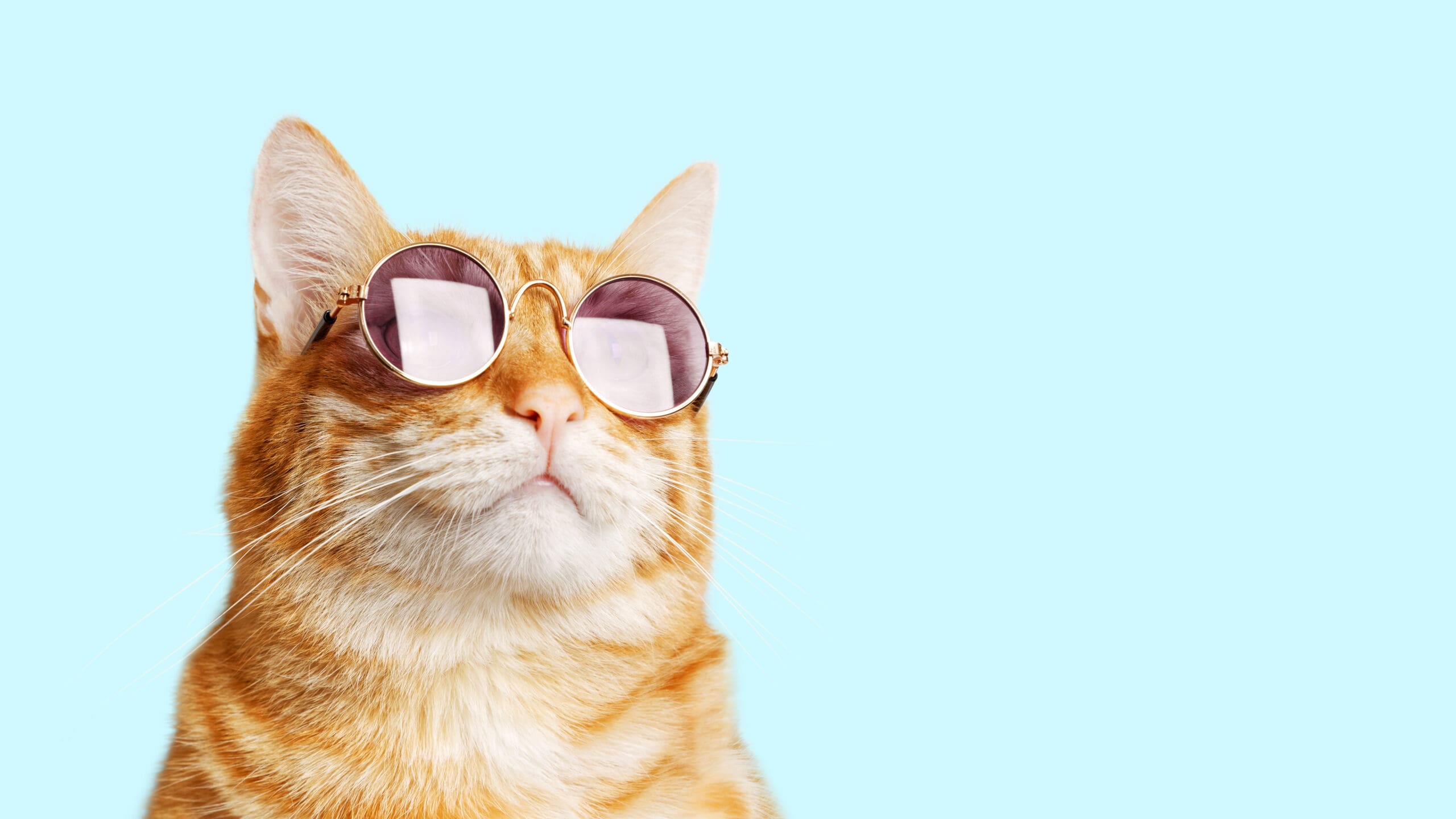 Cat wearing glasses