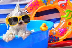 Pool Pawty for Your Pets | Happy Hemp