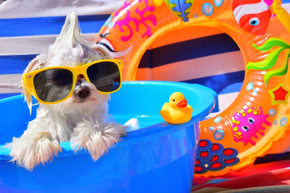 Pool Pawty for Your Pets | Happy Hemp