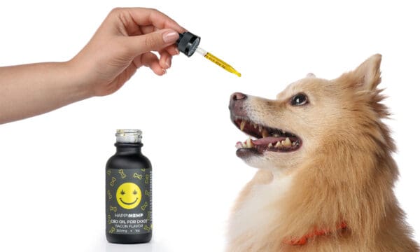 giving CBD oil to a dog