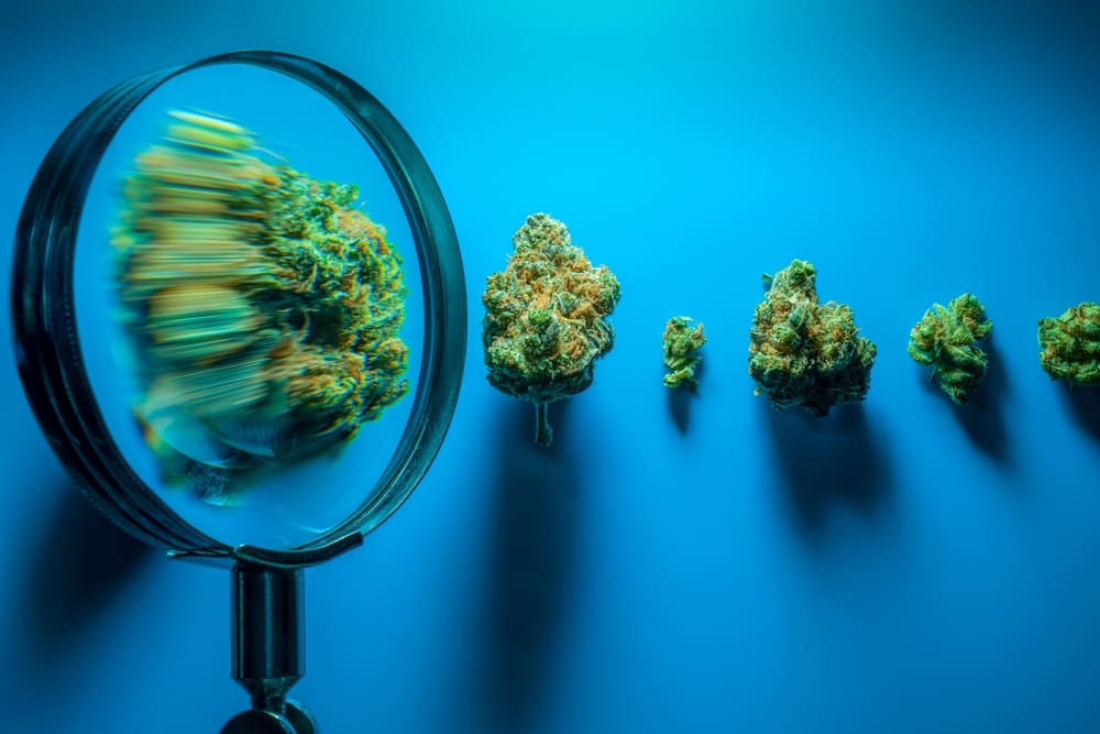 The Future of Cannabis: Predictions and Trends for 2024