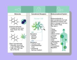 Cannabis Effects on the Brain and Body