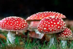 eat Amanita Muscaria? 