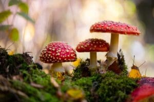 red mushrooms