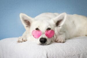 a white dog siiting with pink goggles on