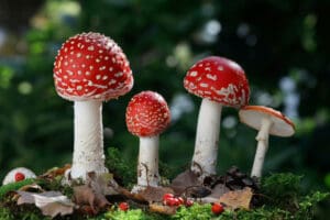 Amanita Muscaria, Psychedelic Mushrooms, Magic Mushrooms, Shrooms, Happy Hemp