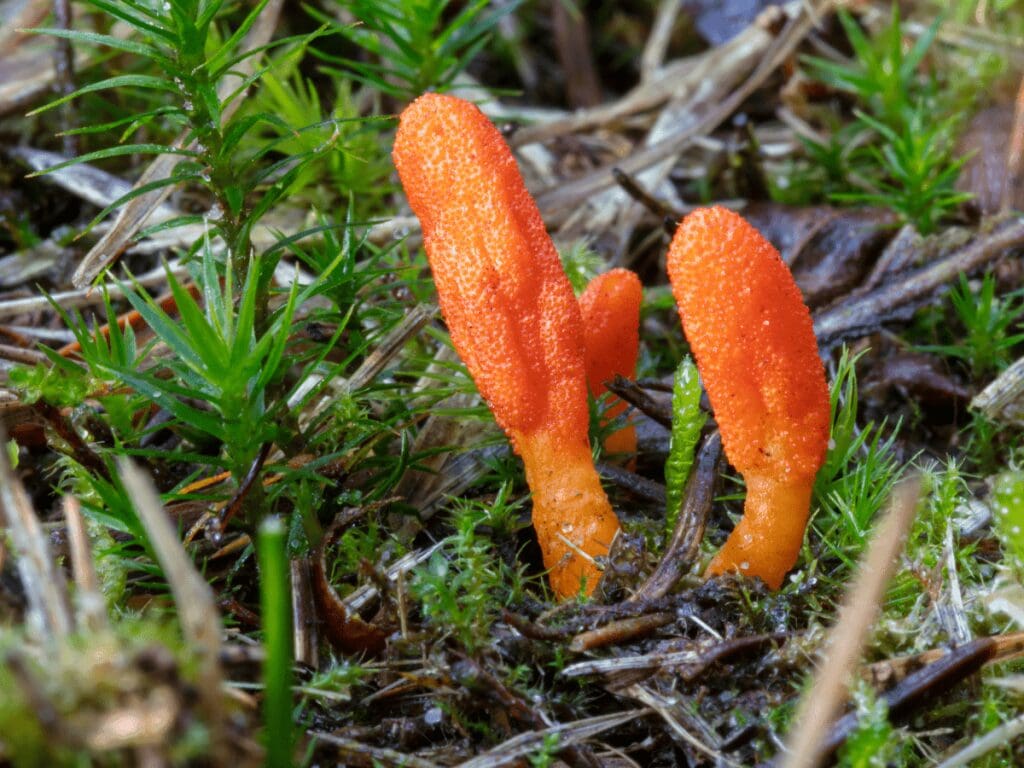 Wild-Harvested Cordyceps