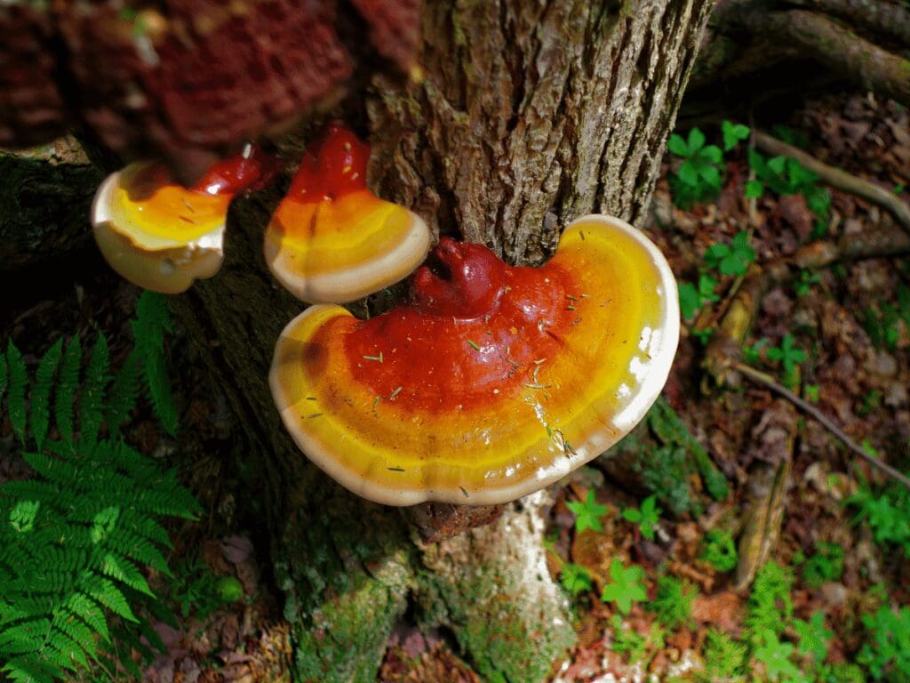 How Reishi Mushrooms Boost Immunity and Fight Inflammation