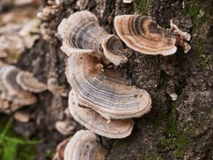 Why Turkey Tail Mushrooms Are Your New Superfood Ally