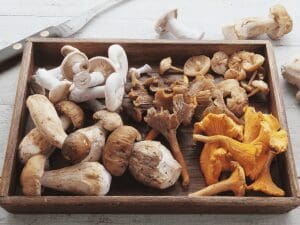 The Power Of Functional Mushrooms: Unlocking Nature's Best Kept Secrets