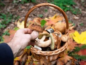 The Top Mushroom Benefits For Men: Enhancing Performance Naturally