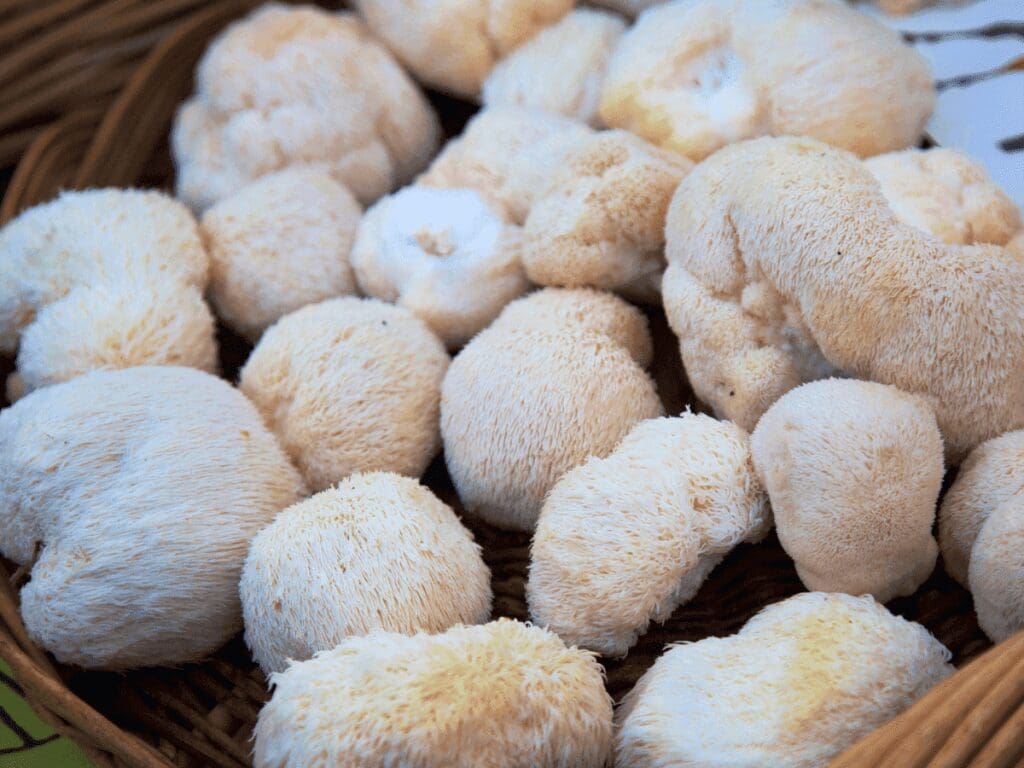 Lion’s Mane Mushroom