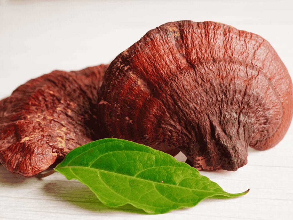 Reishi Mushroom