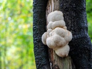 Lion's Mane Benefits: How This Mushroom Enhances Brain Health