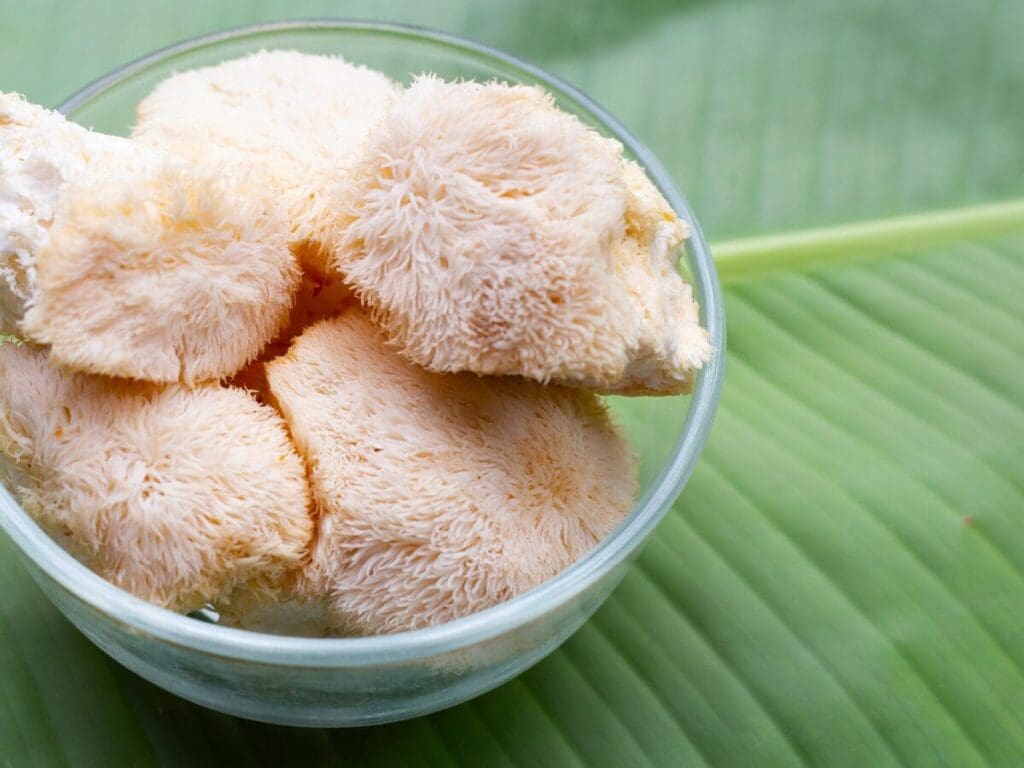  Fresh Lion's Mane Mushrooms