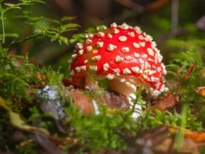 Amanita Muscaria Effects: What To Expect From Consumption