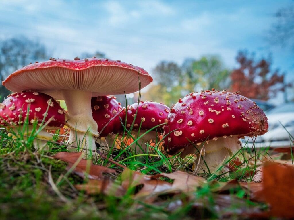  Foraging Amanita Muscaria Mushrooms