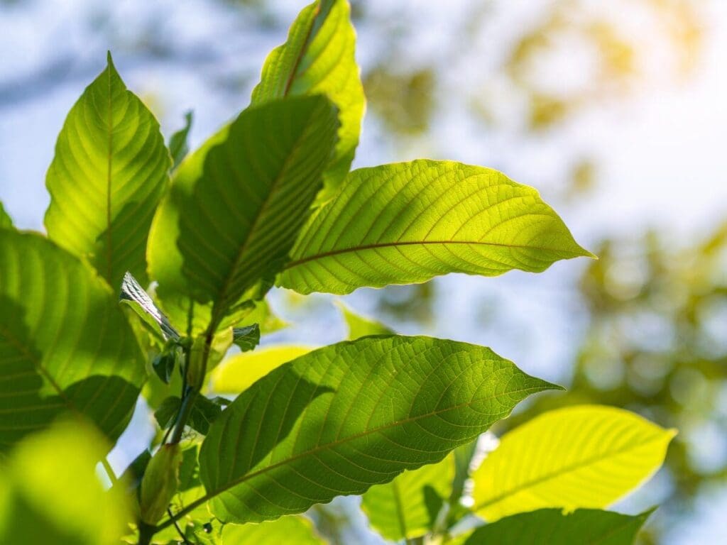 Kratom Vs. Kava: Comparing Their Effects And Benefits