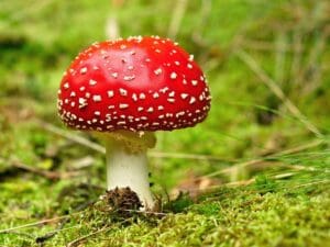 Can Amanita Mushrooms Boost Your Energy? What’s the Truth?