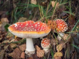 Is Amanita Muscaria Safe For Consumption? Busting The Myths