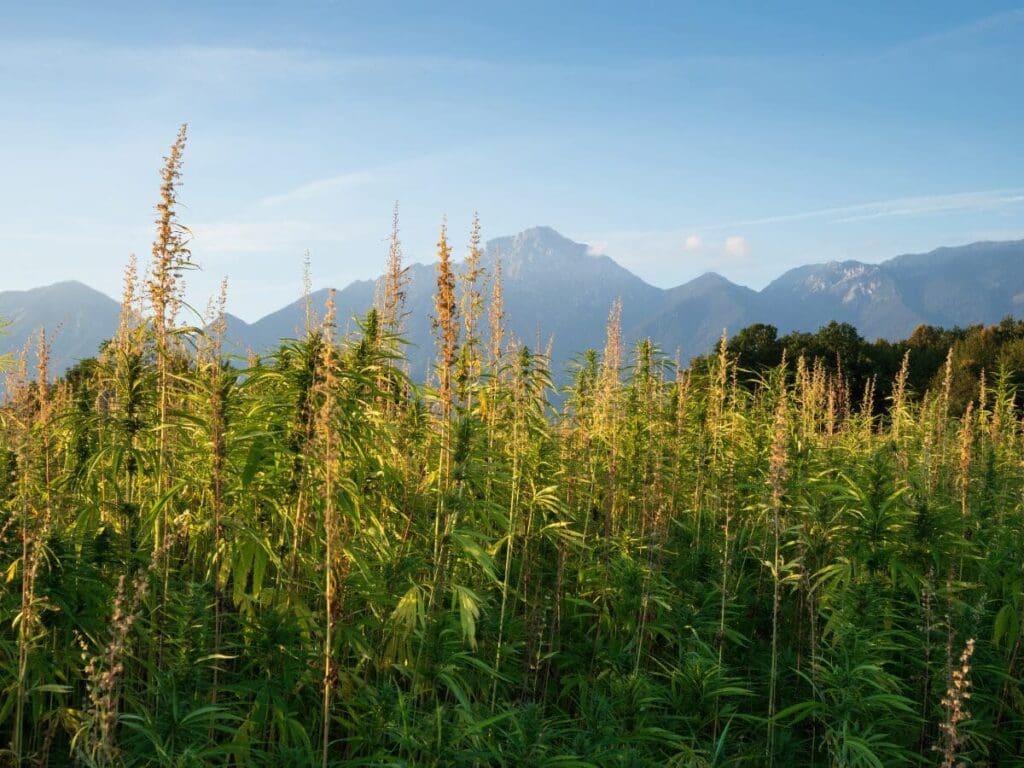 The Rapid Expansion Of The Hemp Industry May Potentially Influence Arizona's Stance On Delta 8