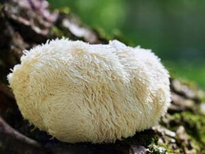 A Complete Guide to Taking Lion's Mane Mushrooms