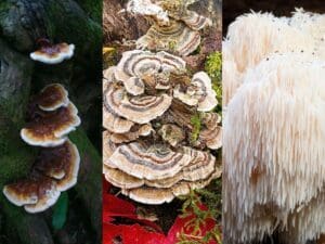 How Medicinal Mushrooms Boost Your Immune System