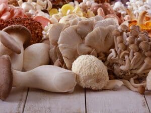 What Are Medicinal Mushrooms? A Beginner’s Guide