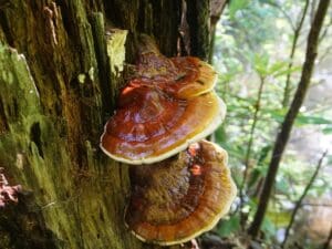 What Is The Healthiest Mushroom? Exploring The Top Fungi For Health