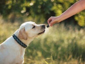 How Hemp Oil Can Benefit Your Dog’s Health